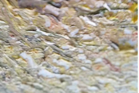 Détail — L’allée d’or