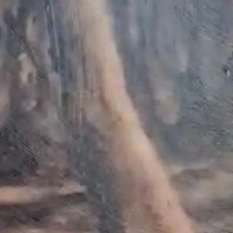 Détail — L’arbre du parc
