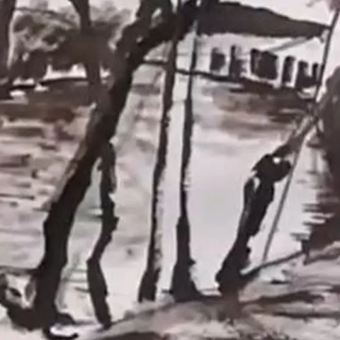 Détail — Arbres noyés