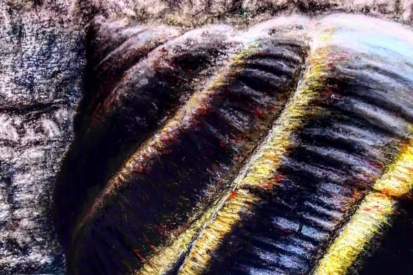 horizontal-5 The Enigmatic Snail